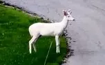 مشاهده یک گوزن سفید نادر مشاهده یک گوزن سفید نادر